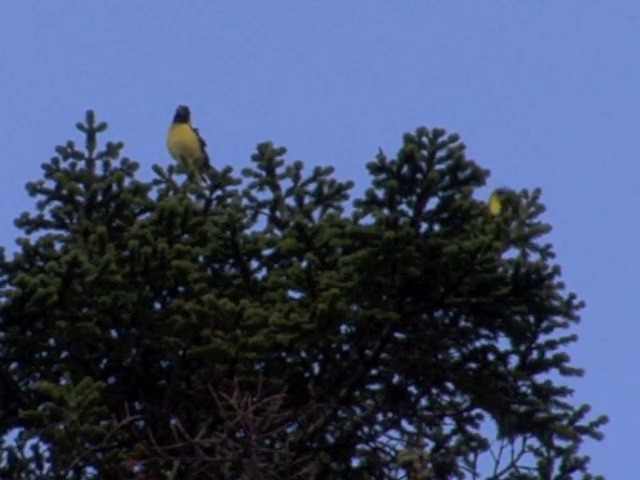 Collared Grosbeak - ML201554651