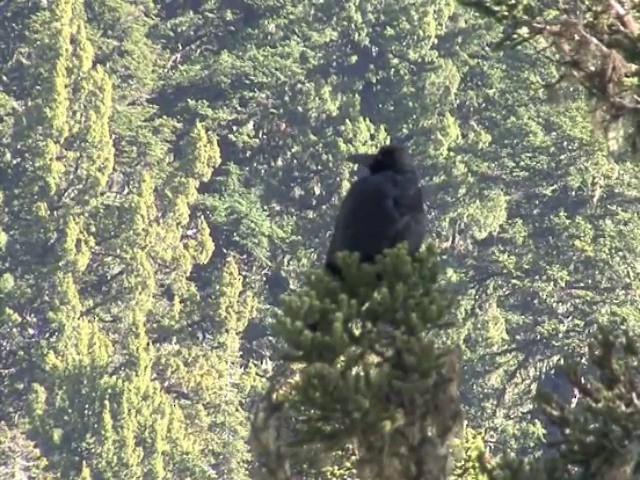 Corbeau à gros bec (groupe macrorhynchos) - ML201554671