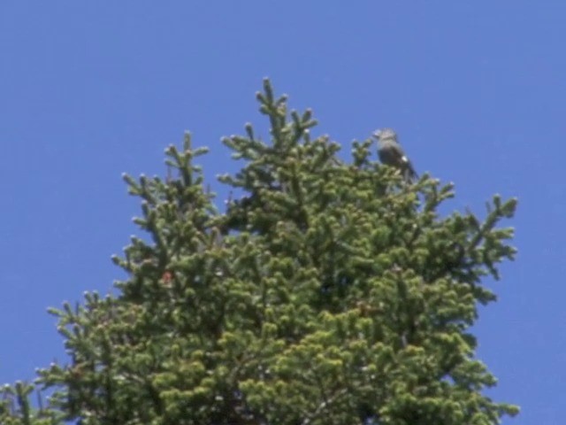 White-winged Grosbeak - ML201554781