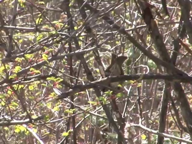 Three-banded Rosefinch - ML201554791