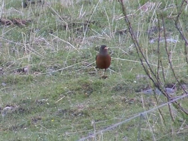 Chestnut Thrush - ML201554851