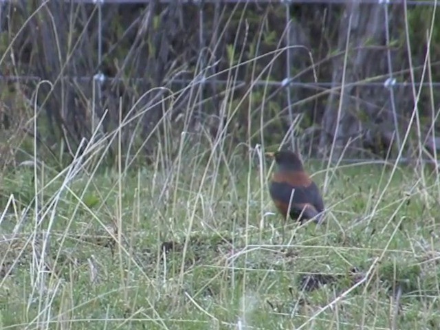 Chestnut Thrush - ML201554861