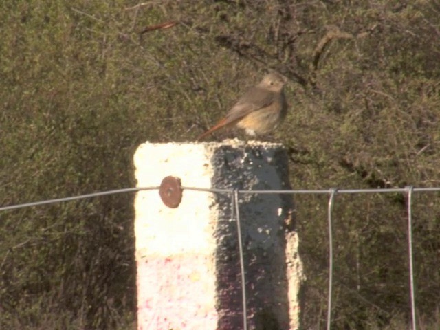 Hodgson's Redstart - ML201554881