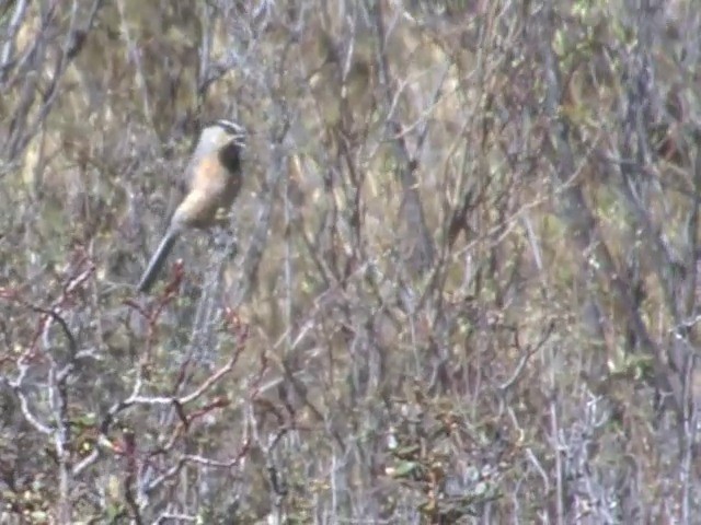 Mésange à sourcils blancs - ML201554931