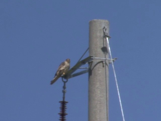 Saker Falcon - ML201554961