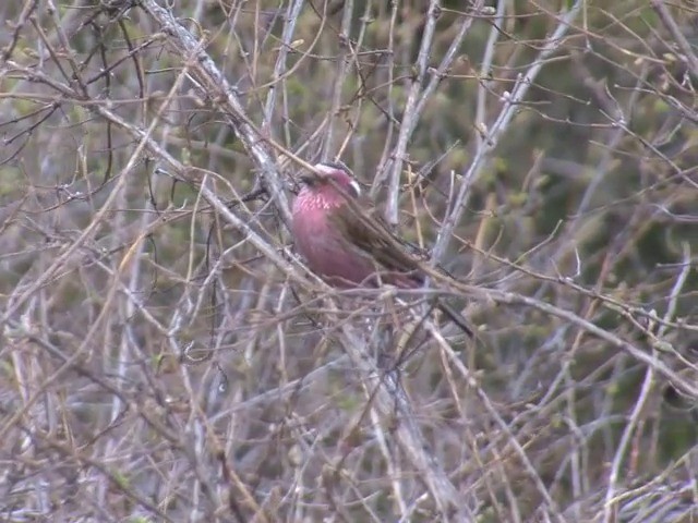 Chinese White-browed Rosefinch - ML201554981