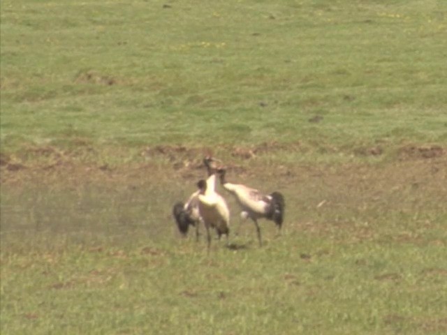 Grulla Cuellinegra - ML201555001