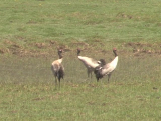 Black-necked Crane - ML201555011