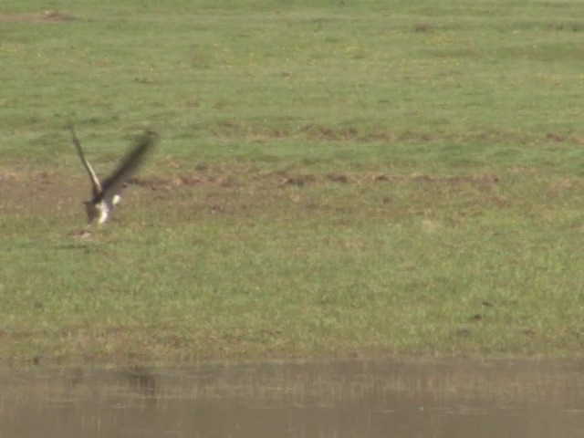 Black-necked Crane - ML201555021