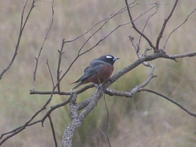 White-browed Woodswallow - ML201555071