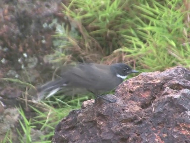 Ошейниковая веерохвостка - ML201555091