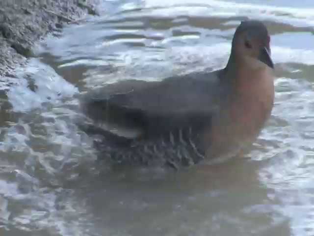 Band-bellied Crake - ML201555101