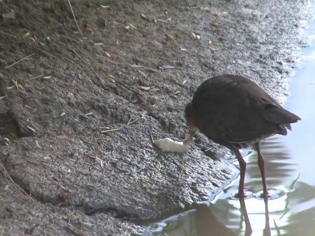 Band-bellied Crake - ML201555111