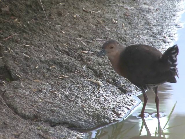 Band-bellied Crake - ML201555121