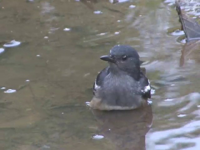 Oriental Magpie-Robin (Oriental) - ML201555131