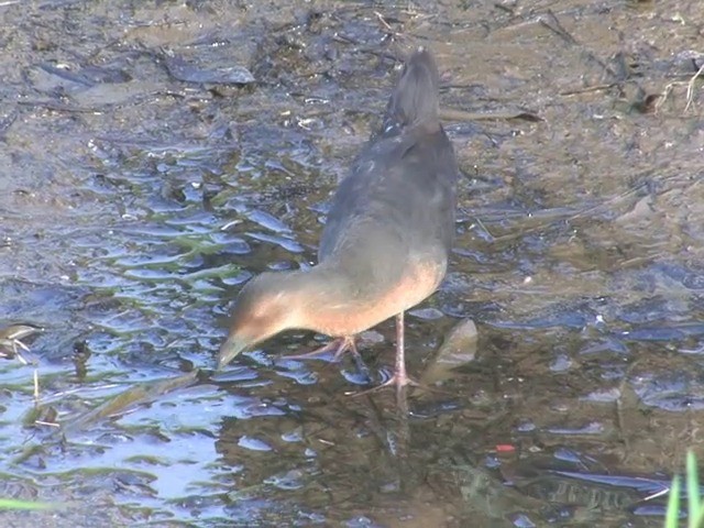 Band-bellied Crake - ML201555151