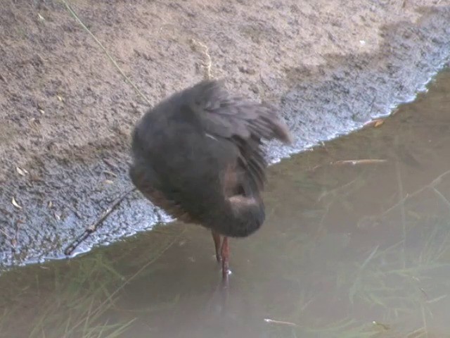 Band-bellied Crake - ML201555161