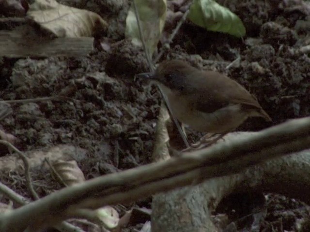 Short-tailed Babbler - ML201555191