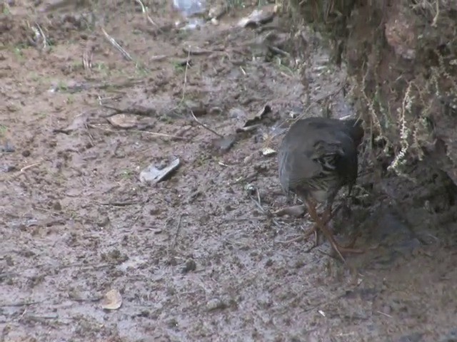 Band-bellied Crake - ML201555201