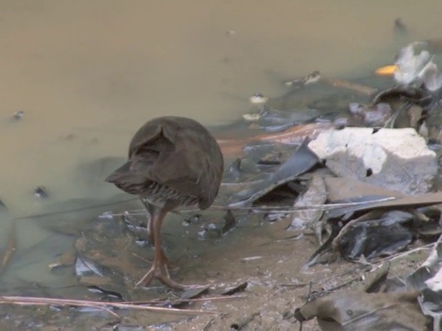 Band-bellied Crake - ML201555211