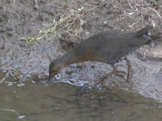 Band-bellied Crake - ML201555221