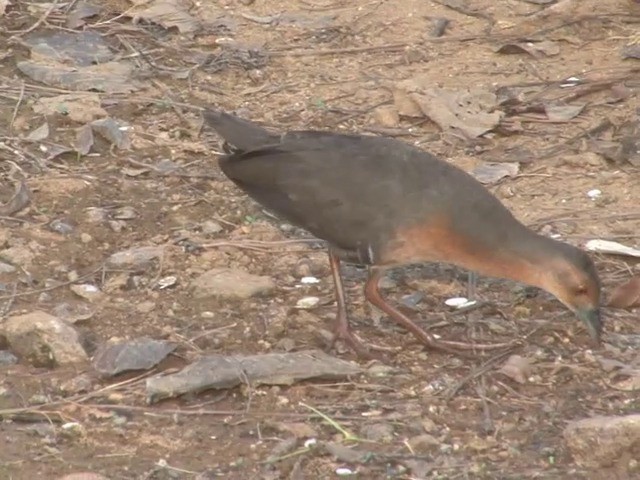 Band-bellied Crake - ML201555231