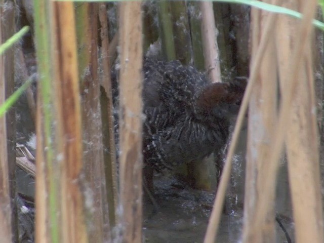 Slaty-breasted Rail - ML201555241