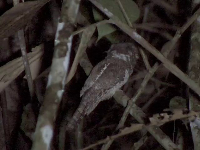 Малайский лягушкорот (affinis) - ML201555271