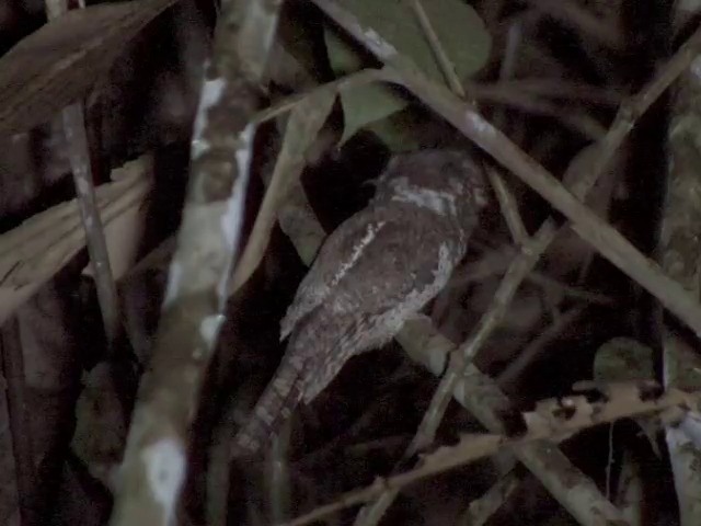 Blyth's Frogmouth (Blyth's) - ML201555271