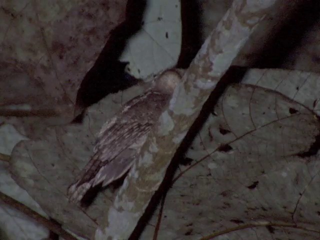 コガマグチヨタカ（affinis） - ML201555281