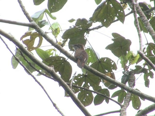 Banded Bay Cuckoo - ML201555331