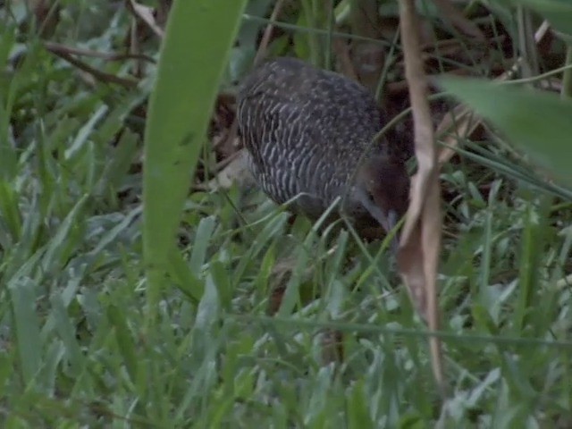 Slaty-breasted Rail - ML201555401