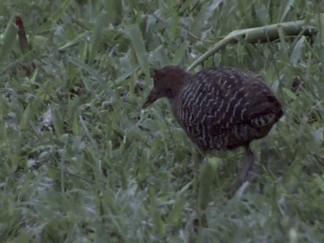 Slaty-breasted Rail - ML201555411