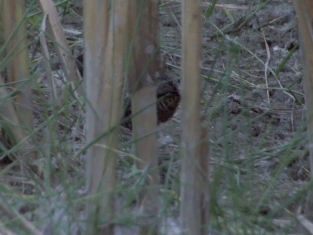 Slaty-breasted Rail - ML201555421