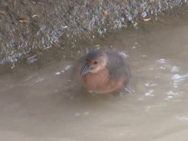 Band-bellied Crake - ML201555451