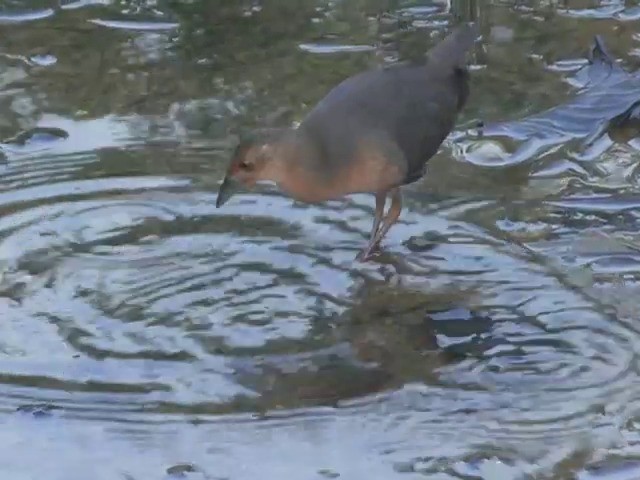 Band-bellied Crake - ML201555461