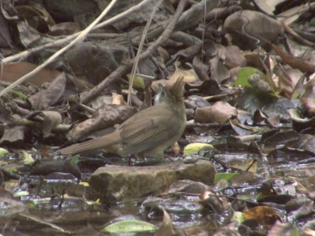 Ochraceous Bulbul - ML201555511