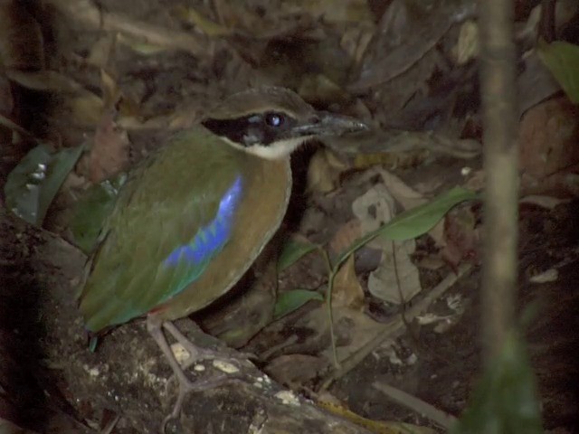 Mangrovepitta - ML201555531