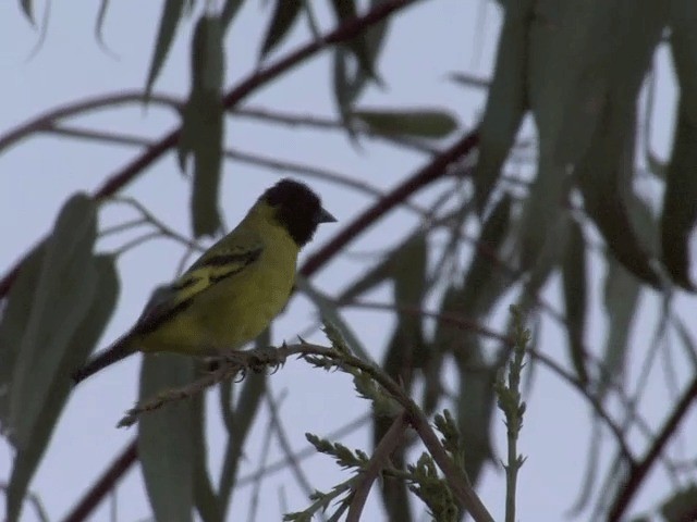 Hooded Siskin - ML201555641