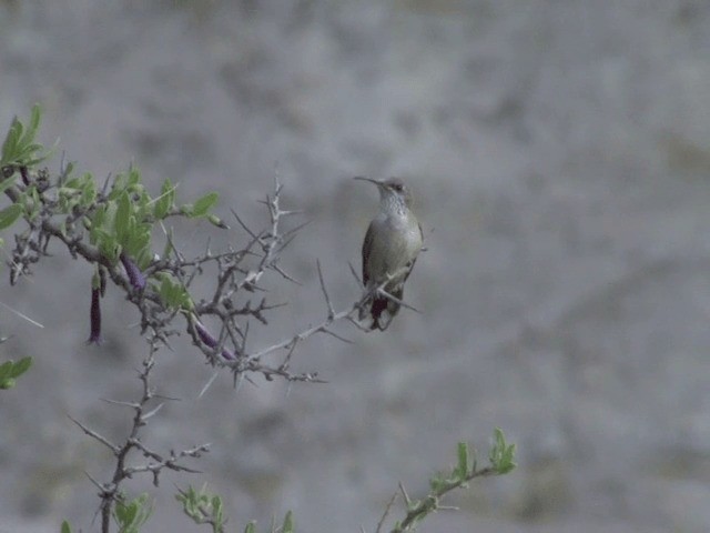 アンデスヤマハチドリ - ML201555651