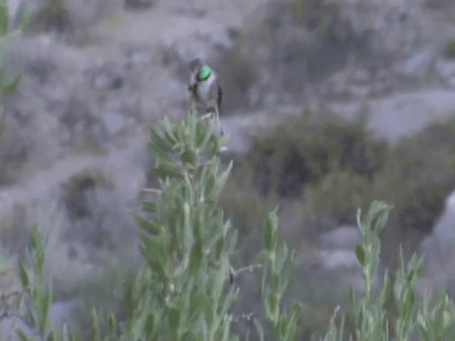 アンデスヤマハチドリ - ML201555661