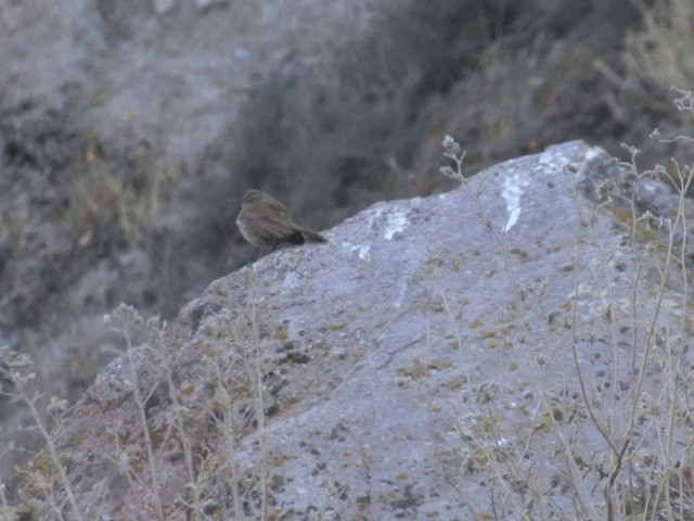 Buff-breasted Earthcreeper (Plain-breasted) - ML201555681