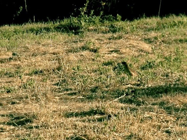 Buff-breasted Earthcreeper (Plain-breasted) - ML201555711