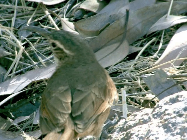 White-throated Earthcreeper - ML201555731