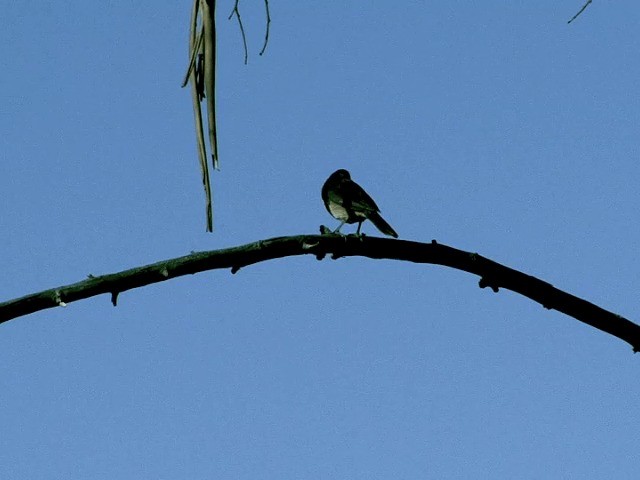 White-throated Earthcreeper - ML201555751