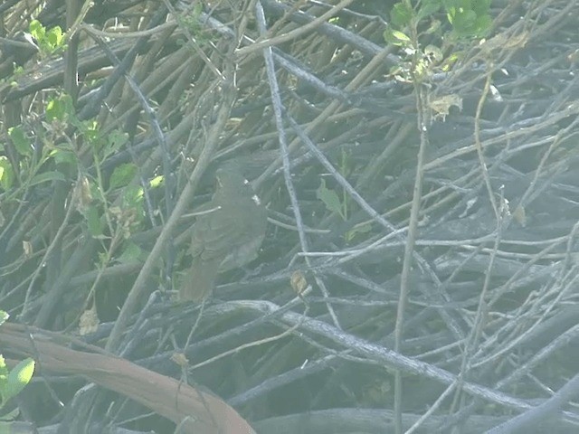 White-throated Earthcreeper - ML201555761