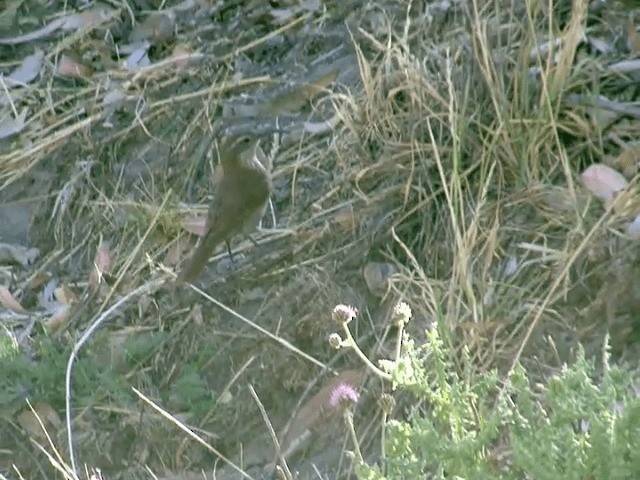 White-throated Earthcreeper - ML201555771