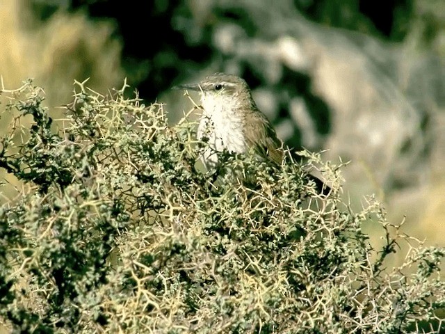 Straight-billed Earthcreeper - ML201555781