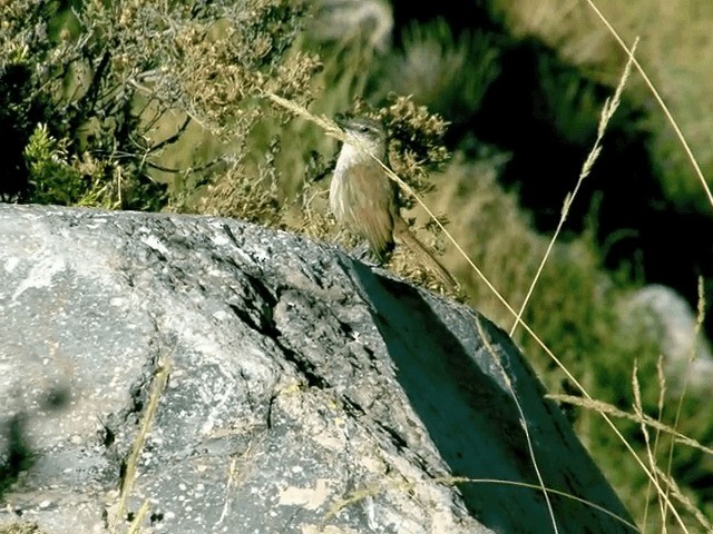 Straight-billed Earthcreeper - ML201555801