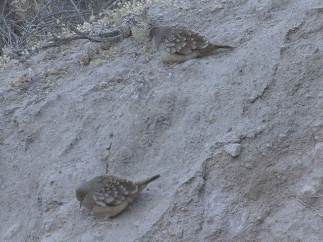 Bare-faced Ground Dove - ML201555811